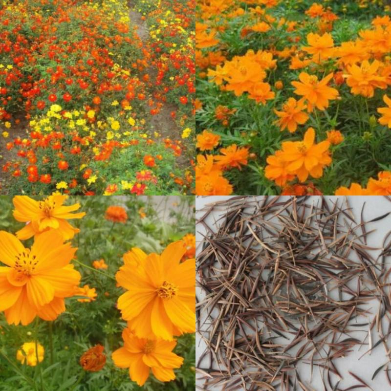硫化菊种子黄波斯菊花种子黄秋英格桑花籽硫华菊种子四季野花