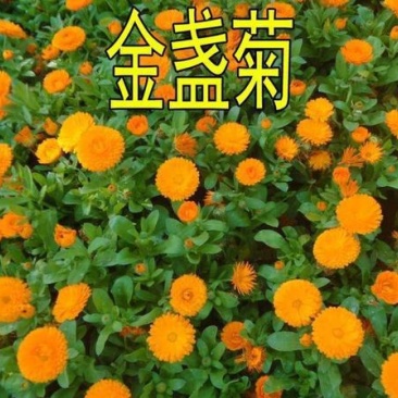 观花种子金盏菊种子金盏花耐寒花种子景观绿化庭院阳台盆栽