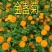 观花种子金盏菊种子金盏花耐寒花种子景观绿化庭院阳台盆栽