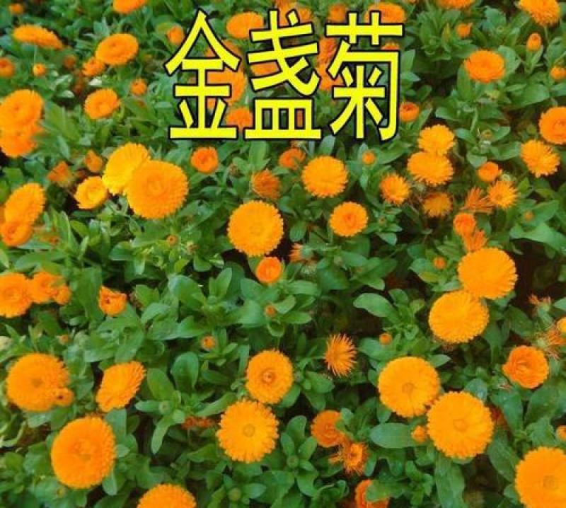 观花种子金盏菊种子金盏花耐寒花种子景观绿化庭院阳台盆栽