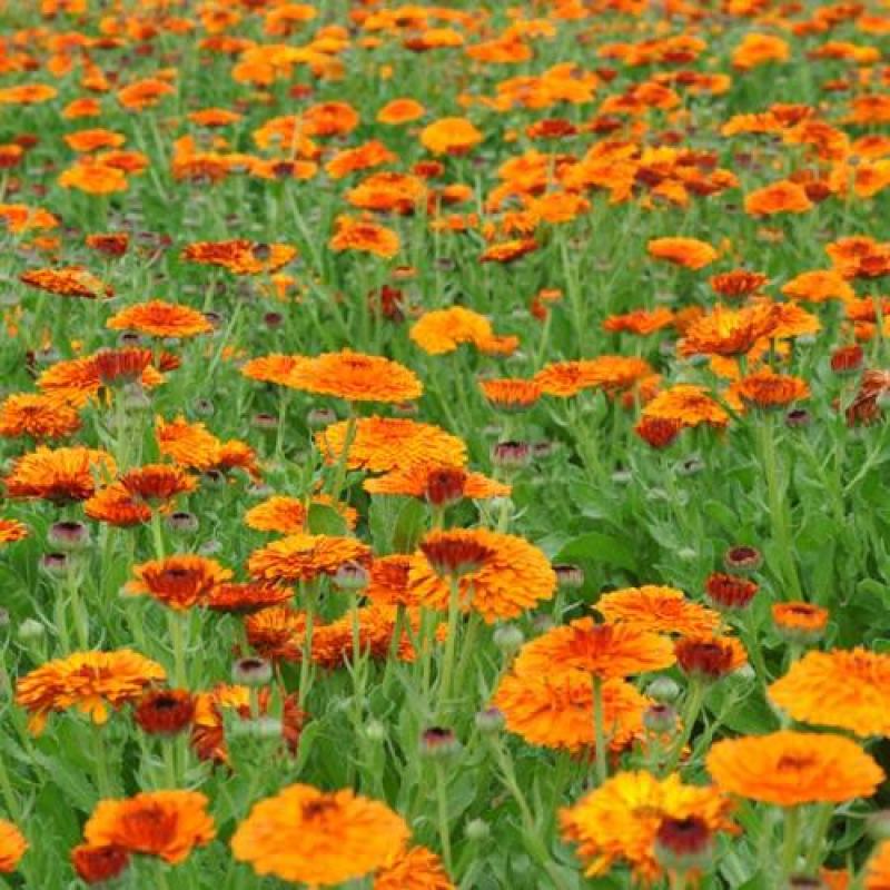 观花种子金盏菊种子金盏花耐寒花种子景观绿化庭院阳台盆栽
