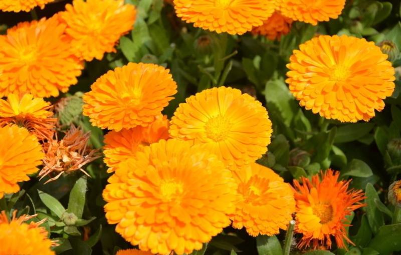 观花种子金盏菊种子金盏花耐寒花种子景观绿化庭院阳台盆栽