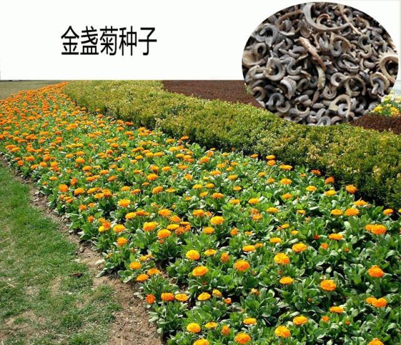 观花种子金盏菊种子金盏花耐寒花种子景观绿化庭院阳台盆栽