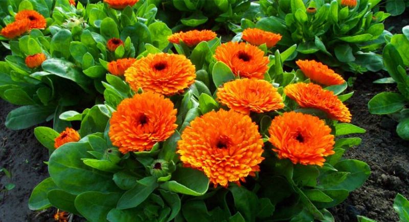 观花种子金盏菊种子金盏花耐寒花种子景观绿化庭院阳台盆栽