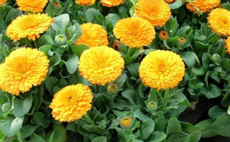 观花种子金盏菊种子金盏花耐寒花种子景观绿化庭院阳台盆栽