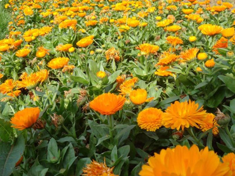 观花种子金盏菊种子金盏花耐寒花种子景观绿化庭院阳台盆栽
