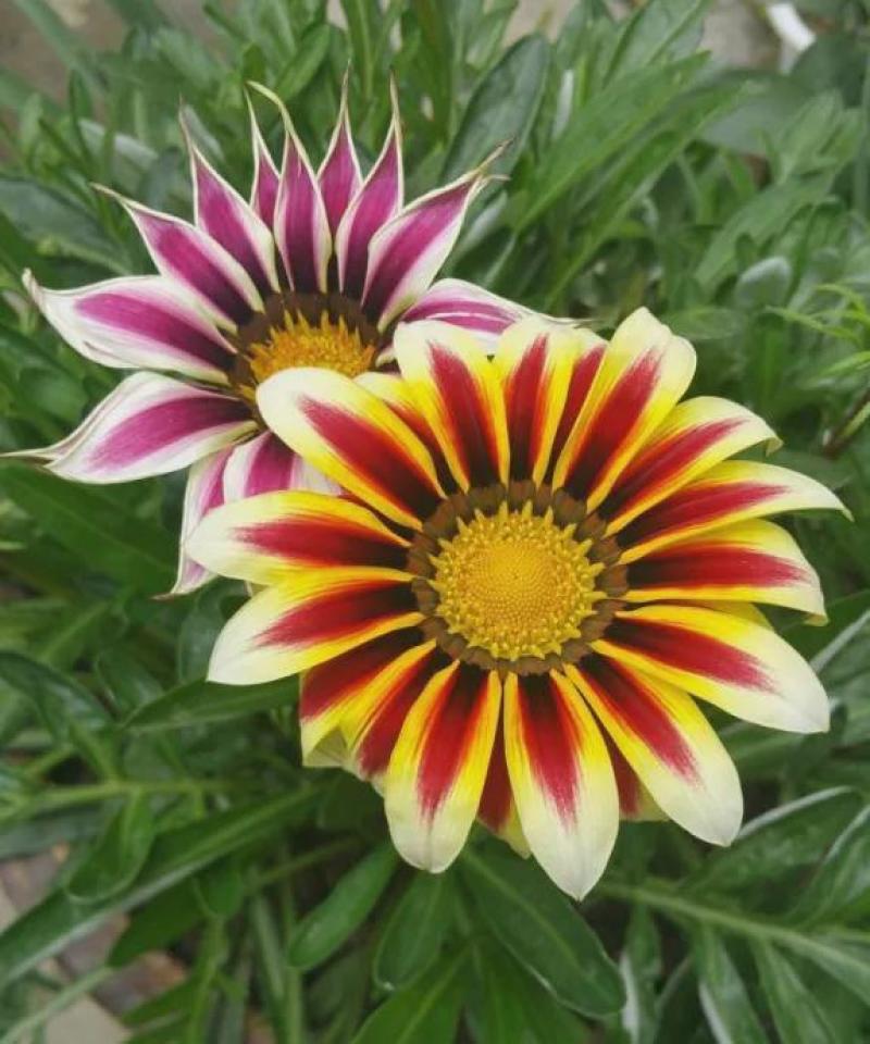 勋章菊种子四季花种子非洲太阳花菊花阳台庭院盆栽花种籽易活