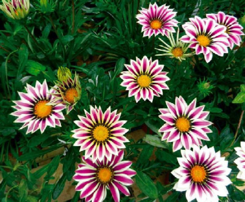 勋章菊种子四季花种子非洲太阳花菊花阳台庭院盆栽花种籽易活