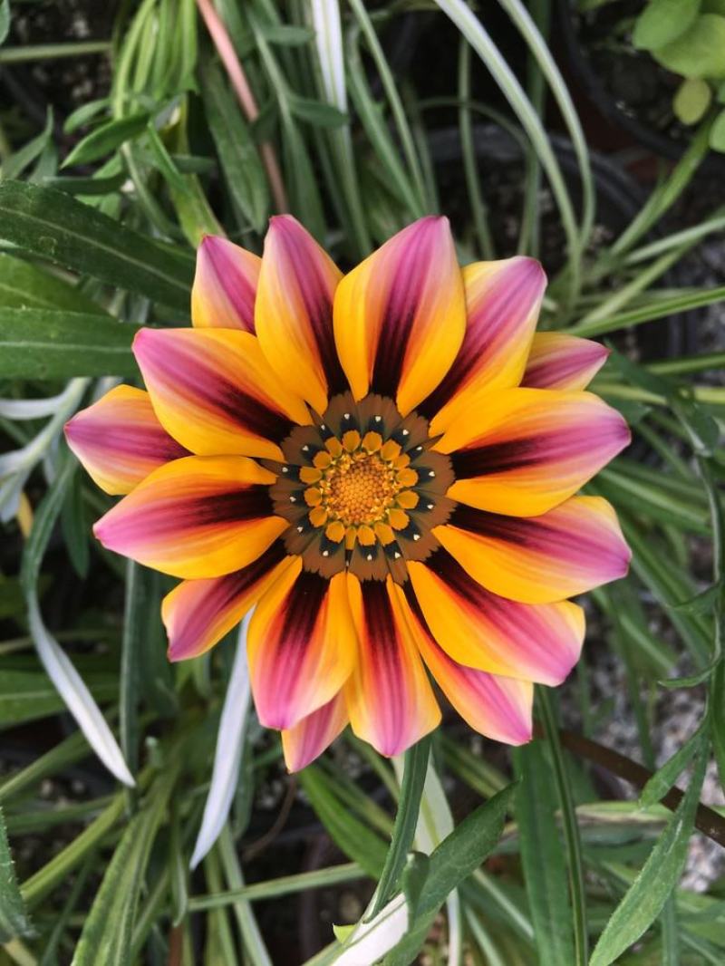 勋章菊种子四季花种子非洲太阳花菊花阳台庭院盆栽花种籽易活
