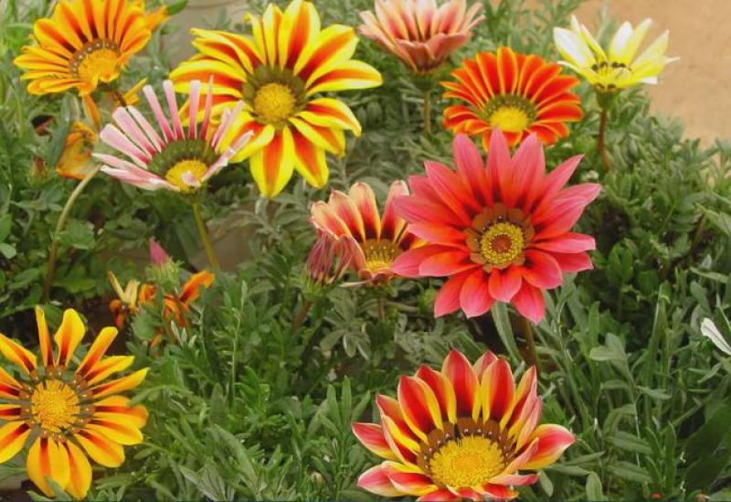 勋章菊种子四季花种子非洲太阳花菊花阳台庭院盆栽花种籽易活