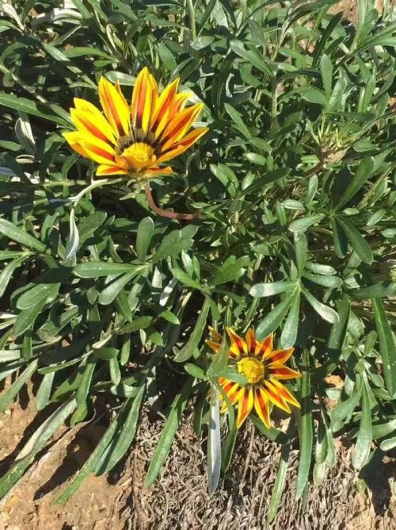 勋章菊种子四季花种子非洲太阳花菊花阳台庭院盆栽花种籽易活