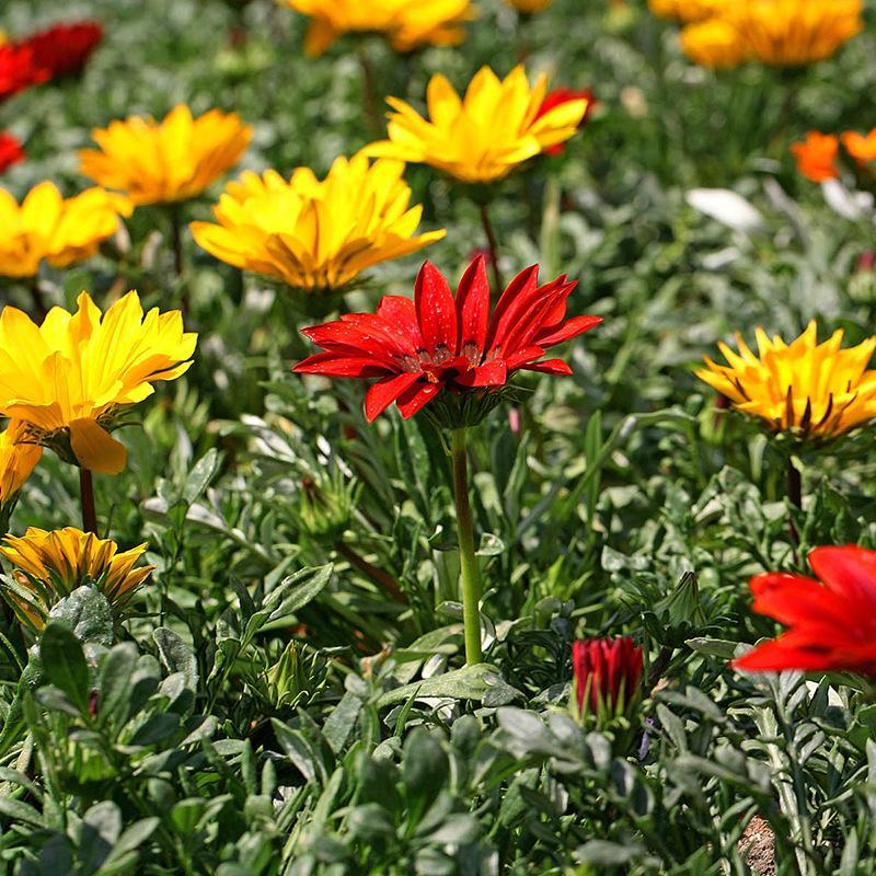 勋章菊种子四季花种子非洲太阳花菊花阳台庭院盆栽花种籽易活