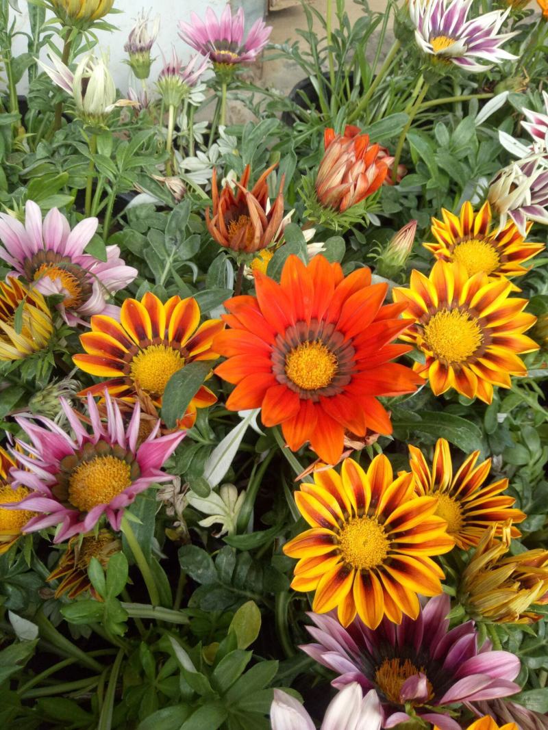 勋章菊种子四季花种子非洲太阳花菊花阳台庭院盆栽花种籽易活