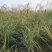 细叶芒草种子耐旱易活芦苇细叶芒草草籽庭院园林净化水质水生