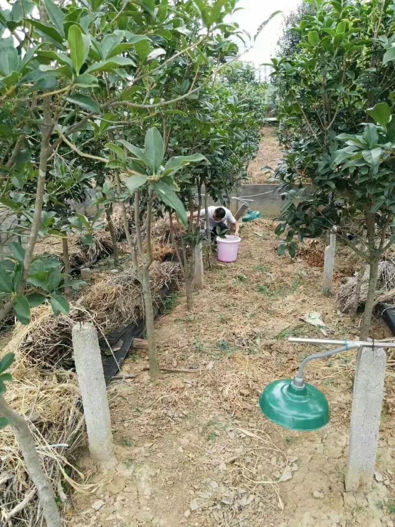 蟾蜍脱皮脱衣器，脱衣完整对蟾蜍无伤害，，