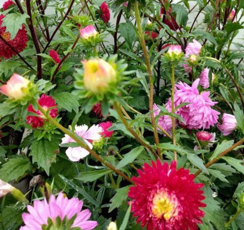 翠菊种子花种子四季易活重瓣七月菊种子室外庭院阳台盆栽花种