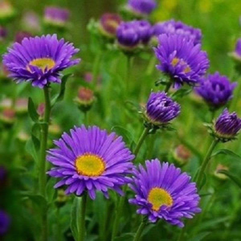翠菊种子花种子四季易活重瓣七月菊种子室外庭院阳台盆栽花种