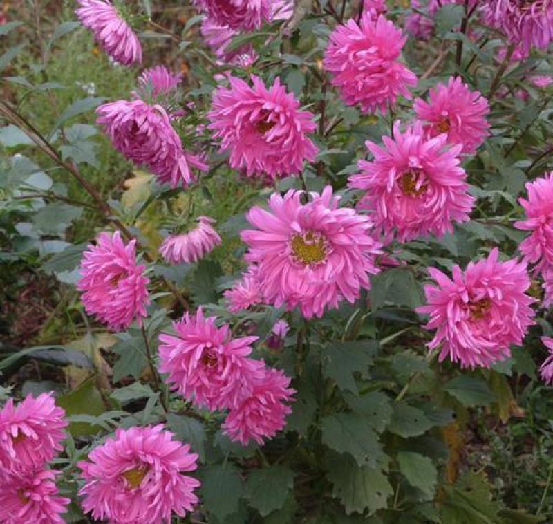翠菊种子花种子四季易活重瓣七月菊种子室外庭院阳台盆栽花种