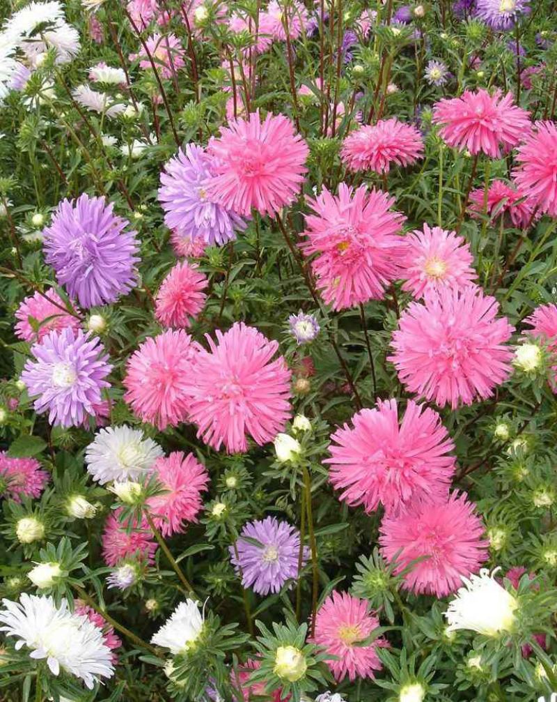 翠菊种子花种子四季易活重瓣七月菊种子室外庭院阳台盆栽花种