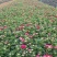 翠菊种子花种子四季易活重瓣七月菊种子室外庭院阳台盆栽花种