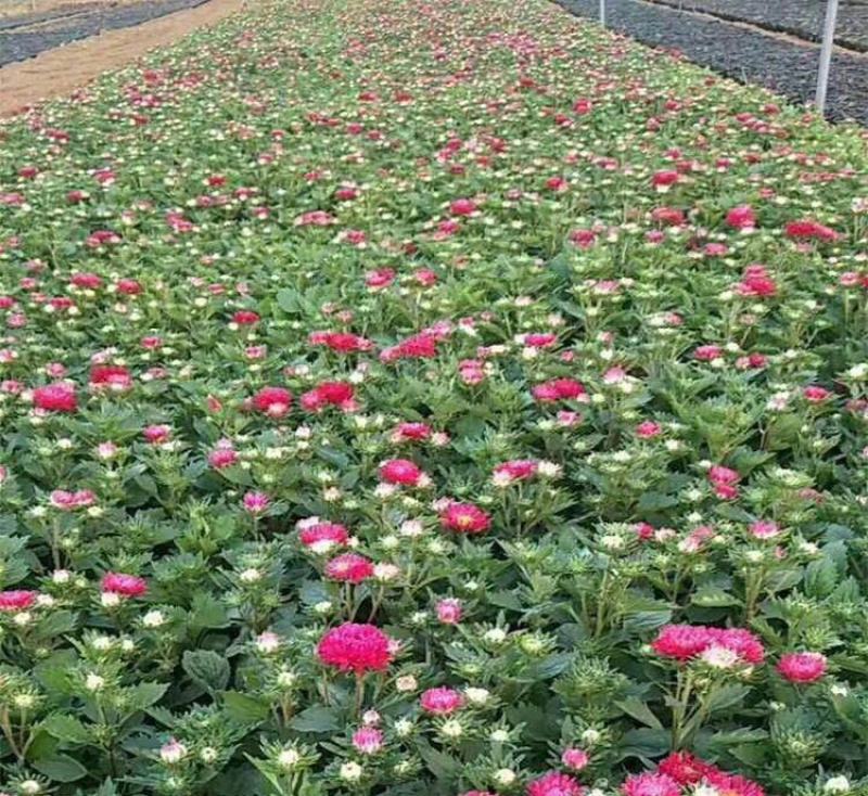 翠菊种子花种子四季易活重瓣七月菊种子室外庭院阳台盆栽花种