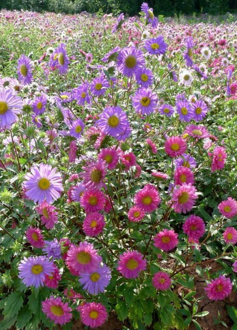 翠菊种子花种子四季易活重瓣七月菊种子室外庭院阳台盆栽花种