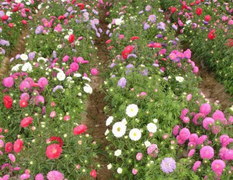 翠菊种子花种子四季易活重瓣七月菊种子室外庭院阳台盆栽花种