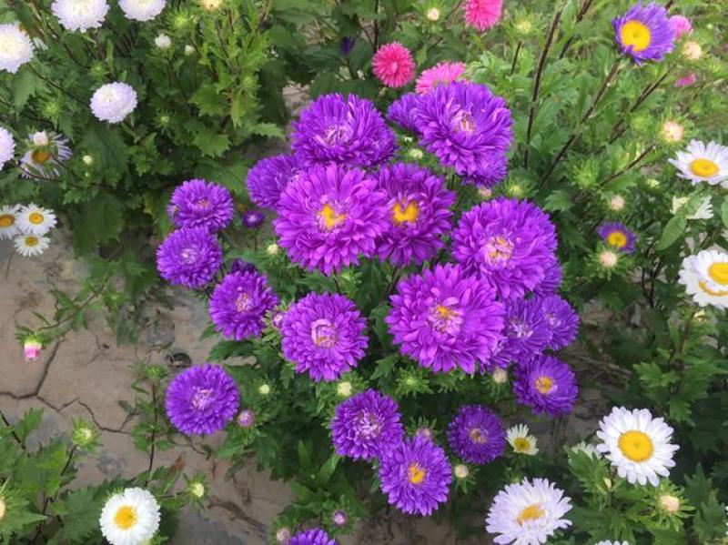 翠菊种子花种子四季易活重瓣七月菊种子室外庭院阳台盆栽花种