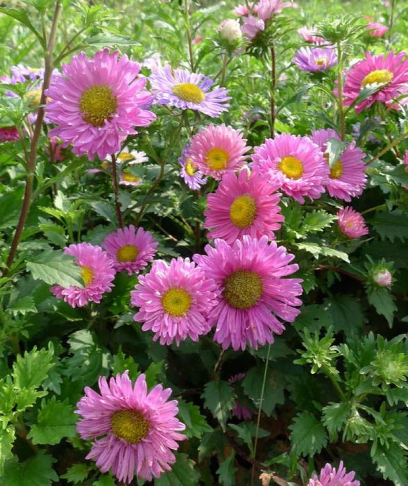 翠菊种子花种子四季易活重瓣七月菊种子室外庭院阳台盆栽花种