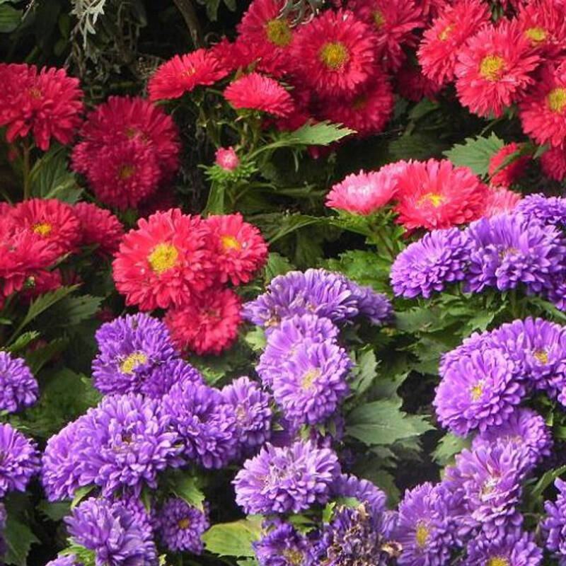翠菊种子花种子四季易活重瓣七月菊种子室外庭院阳台盆栽花种