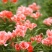 古代稀种子送春花晚春锦花园花坛花境四季易种花籽易活耐寒花