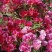 古代稀种子送春花晚春锦花园花坛花境四季易种花籽易活耐寒花