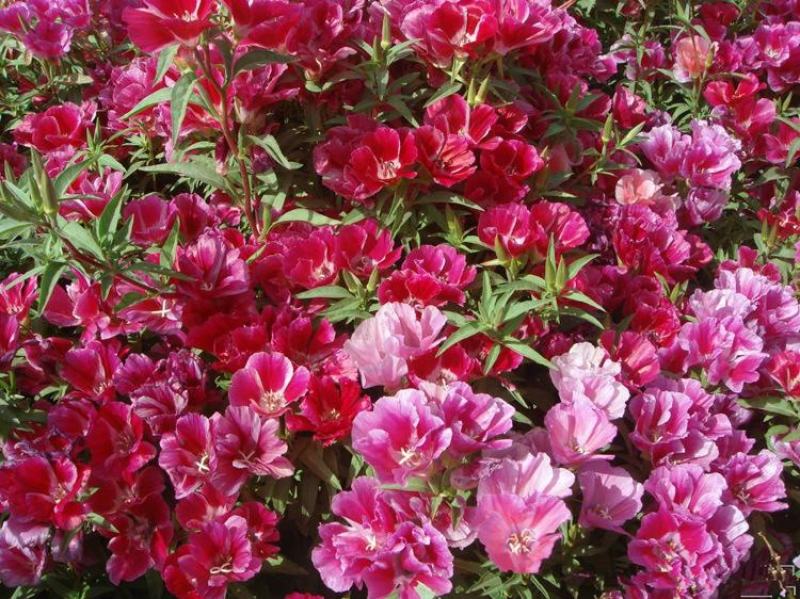 古代稀种子送春花晚春锦花园花坛花境四季易种花籽易活耐寒花