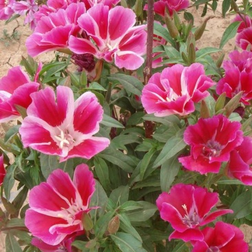 古代稀种子送春花晚春锦花园花坛花境四季易种花籽易活耐寒花