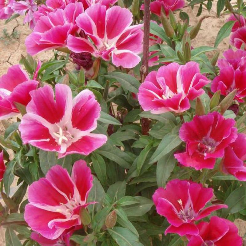 古代稀种子送春花晚春锦花园花坛花境四季易种花籽易活耐寒花