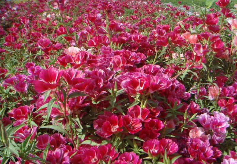 古代稀种子送春花晚春锦花园花坛花境四季易种花籽易活耐寒花