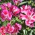 古代稀种子送春花晚春锦花园花坛花境四季易种花籽易活耐寒花
