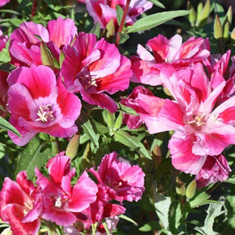 古代稀种子送春花晚春锦花园花坛花境四季易种花籽易活耐寒花