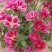古代稀种子送春花晚春锦花园花坛花境四季易种花籽易活耐寒花