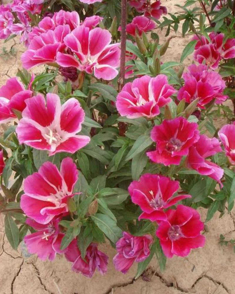 古代稀种子送春花晚春锦花园花坛花境四季易种花籽易活耐寒花