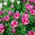 古代稀种子送春花晚春锦花园花坛花境四季易种花籽易活耐寒花