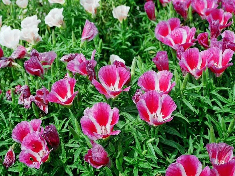 古代稀种子送春花晚春锦花园花坛花境四季易种花籽易活耐寒花
