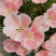 古代稀种子送春花晚春锦花园花坛花境四季易种花籽易活耐寒花
