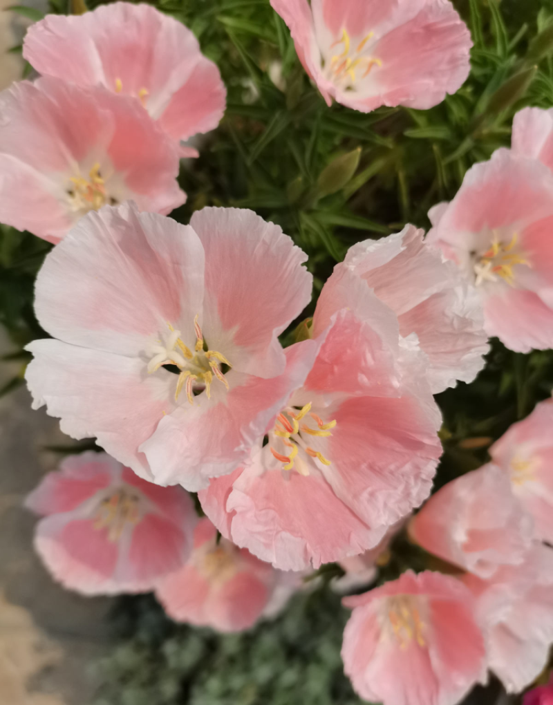 古代稀种子送春花晚春锦花园花坛花境四季易种花籽易活耐寒花