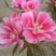 古代稀种子送春花晚春锦花园花坛花境四季易种花籽易活耐寒花