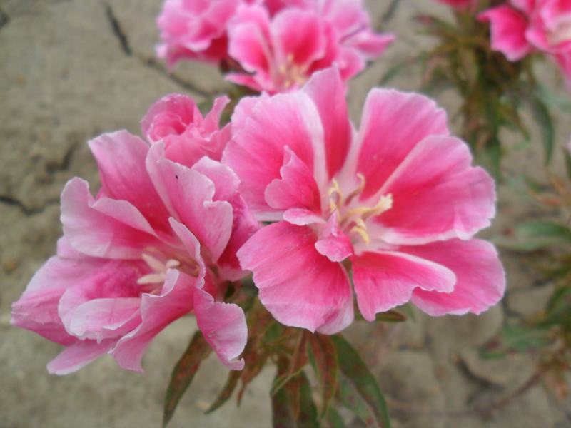 古代稀种子送春花晚春锦花园花坛花境四季易种花籽易活耐寒花