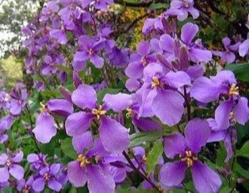 二月兰种子多年生易活宿根诸葛菜花种籽四季耐阴耐寒园林绿化