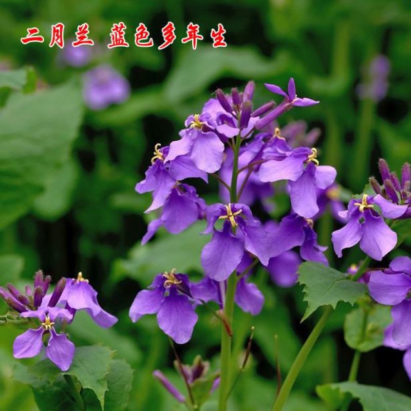 二月兰种子多年生易活宿根诸葛菜花种籽四季耐阴耐寒园林绿化