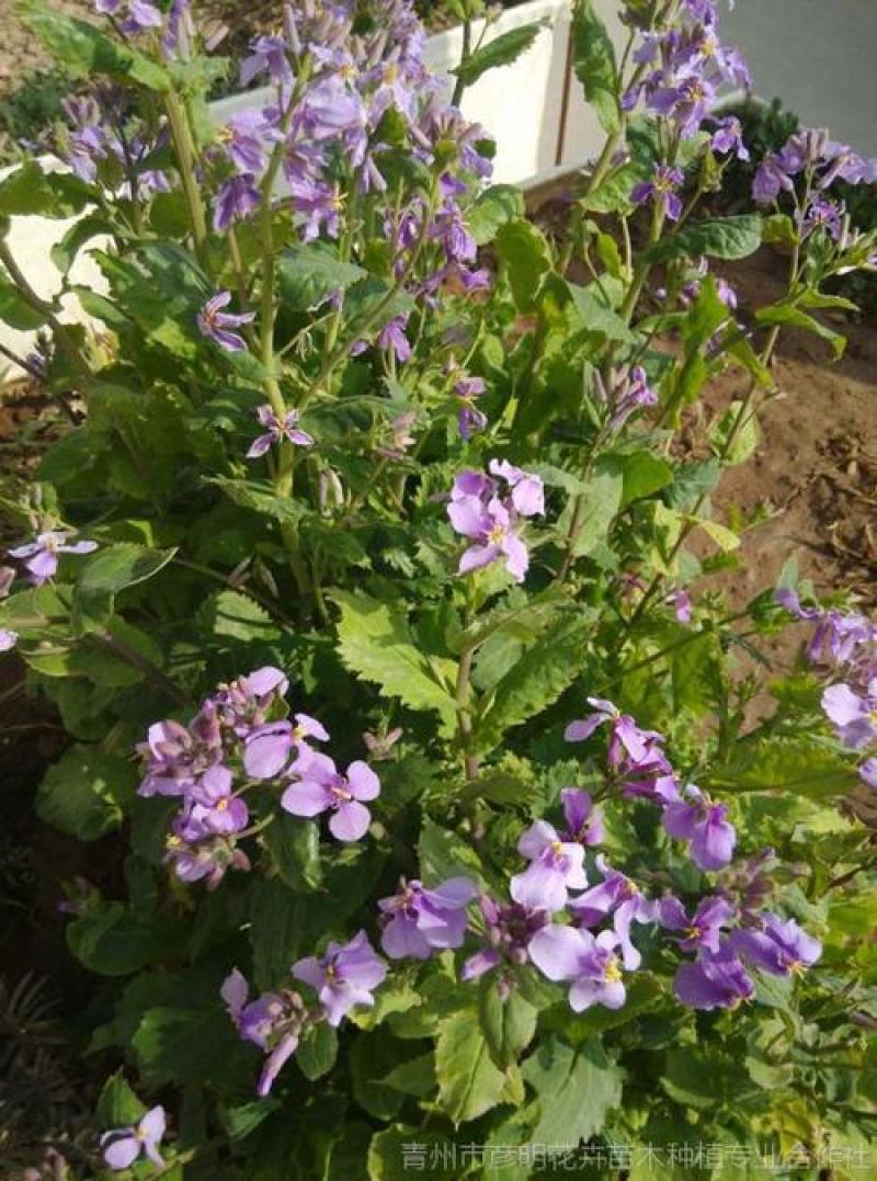 二月兰种子多年生易活宿根诸葛菜花种籽四季耐阴耐寒园林绿化