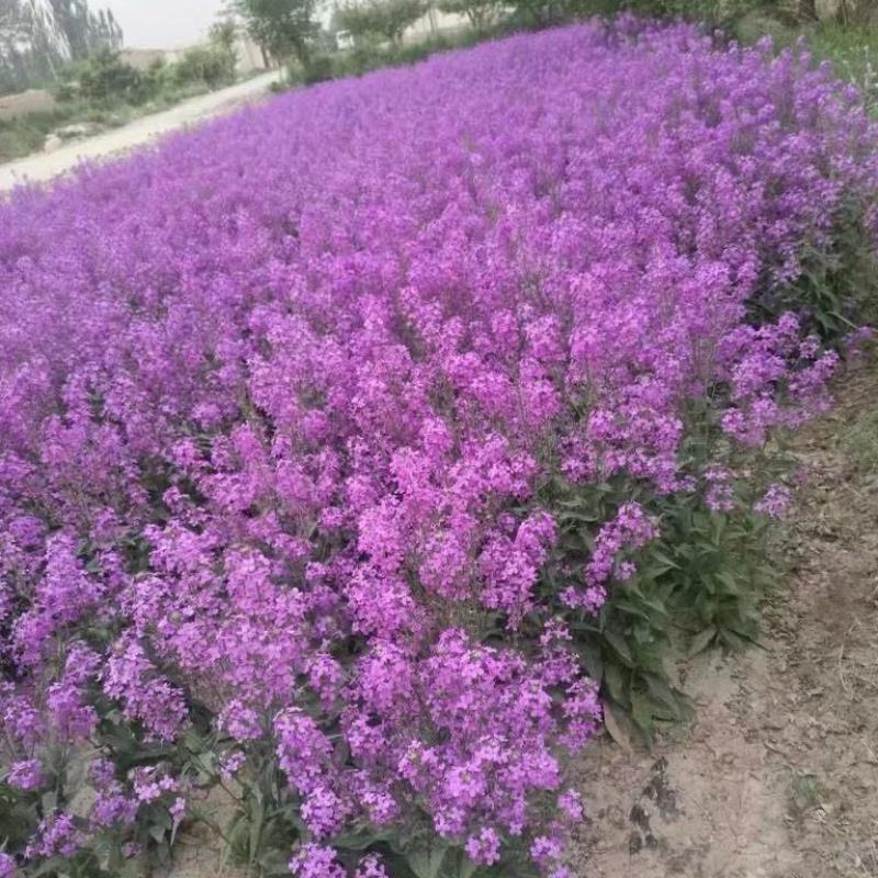 二月兰种子多年生易活宿根诸葛菜花种籽四季耐阴耐寒园林绿化